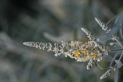 Buddleja madagascariensis